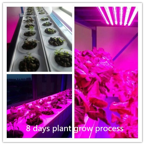 9: 1-3: 1 R B نسبت گیاه گل سرخ گیاهان رشد می کند و رشد می کند